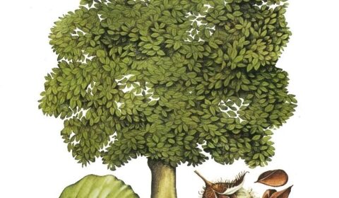 1975 Banner Bomen over Bomen