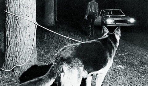 1979 huisdieren HERO